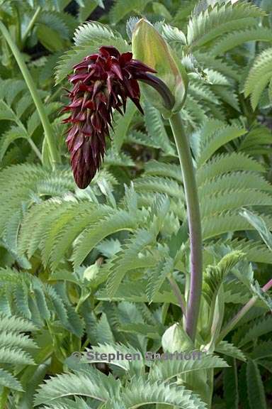 melianthus major 1 graphic